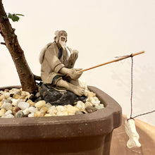 Load image into Gallery viewer, Chinese Elm