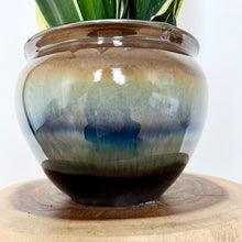 Load image into Gallery viewer, Sansevieria Black Gold
