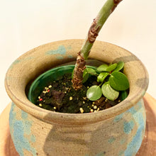 Load image into Gallery viewer, Chinese Money Plant