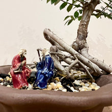 Load image into Gallery viewer, Chinese Elm