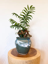 Load image into Gallery viewer, Parlour Palm Garden Mix