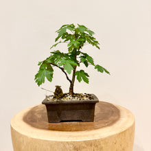 Load image into Gallery viewer, Field Maple
