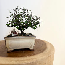 Load image into Gallery viewer, Corokia Cotoneaster