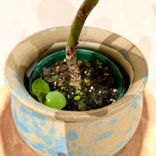 Load image into Gallery viewer, Chinese Money Plant