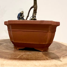 Load image into Gallery viewer, Japanese Elm