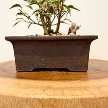 Load image into Gallery viewer, Variegated Ficus Benjamin’s