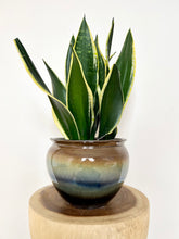 Load image into Gallery viewer, Sansevieria Black Gold
