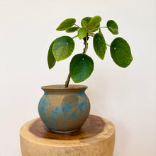 Load image into Gallery viewer, Chinese Money Plant