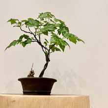 Load image into Gallery viewer, Trident Maple