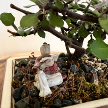 Load image into Gallery viewer, Corokia Cotoneaster