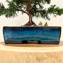 Load image into Gallery viewer, Shimpaku Juniper