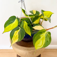 Load image into Gallery viewer, Philodendron Brasil