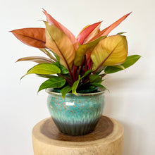 Load image into Gallery viewer, Philodendron Orange Prince