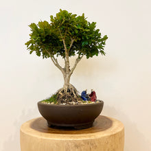 Load image into Gallery viewer, Japanese Buxus