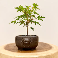 Load image into Gallery viewer, Japanese Maple