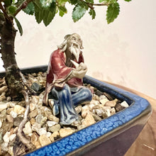 Load image into Gallery viewer, Chinese Elm