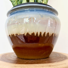 Load image into Gallery viewer, Sansevieria Trifasciata