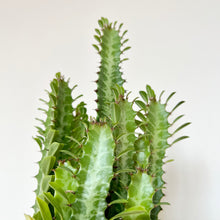 Load image into Gallery viewer, Euphorbia Trigona
