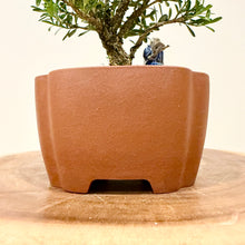 Load image into Gallery viewer, Buxus Harlandii