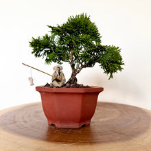 Load image into Gallery viewer, Hinoki Cypress