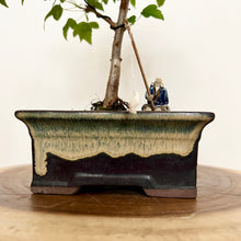 Load image into Gallery viewer, Trident Maple