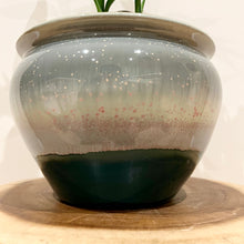 Load image into Gallery viewer, Lucky Bamboo Cluster Tips