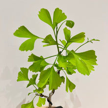 Load image into Gallery viewer, Ginkgo Biloba