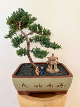 Load image into Gallery viewer, Juniper Squamata (Large)