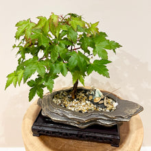 Load image into Gallery viewer, Japanese Maple