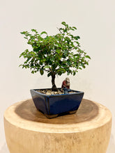 Load image into Gallery viewer, Chinese Elm