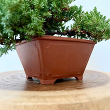 Load image into Gallery viewer, Cascading Juniper Squamata