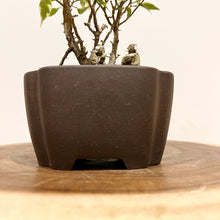 Load image into Gallery viewer, Variegated Ficus Benjamina