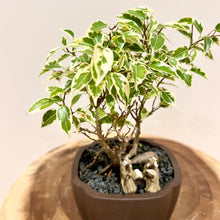 Load image into Gallery viewer, Variegated Ficus Benjamina
