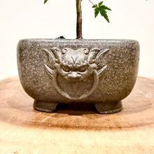 Load image into Gallery viewer, Japanese Maple