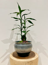 Load image into Gallery viewer, Lucky Bamboo Cluster Tips