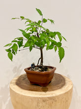 Load image into Gallery viewer, Japanese Elm