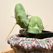 Load image into Gallery viewer, Penis Cactus