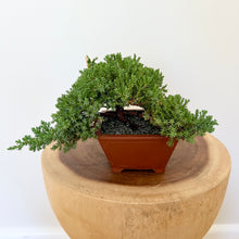 Load image into Gallery viewer, Cascading Juniper Squamata