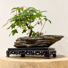 Load image into Gallery viewer, Japanese Maple