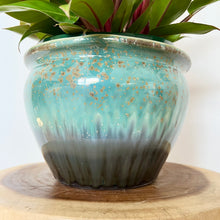 Load image into Gallery viewer, Philodendron Orange Prince