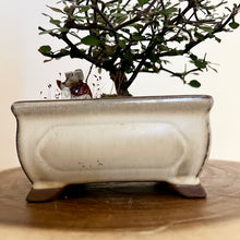 Load image into Gallery viewer, Corokia Cotoneaster