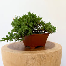 Load image into Gallery viewer, Cascading Juniper Squamata