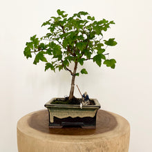 Load image into Gallery viewer, Trident Maple