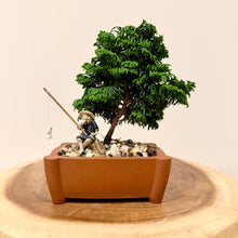 Load image into Gallery viewer, Hinoki Cypress