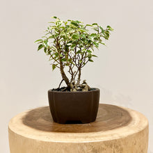 Load image into Gallery viewer, Variegated Ficus Benjamina