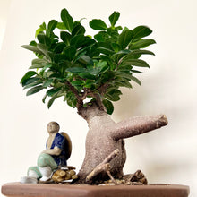 Load image into Gallery viewer, Large Grafted Buddha Belly