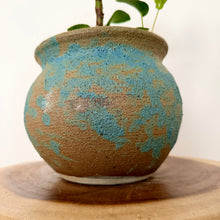 Load image into Gallery viewer, Chinese Money Plant