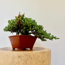 Load image into Gallery viewer, Cascading Juniper Squamata