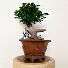 Load image into Gallery viewer, Large Grafted Buddha Belly