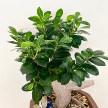 Load image into Gallery viewer, Large Grafted Buddha Belly